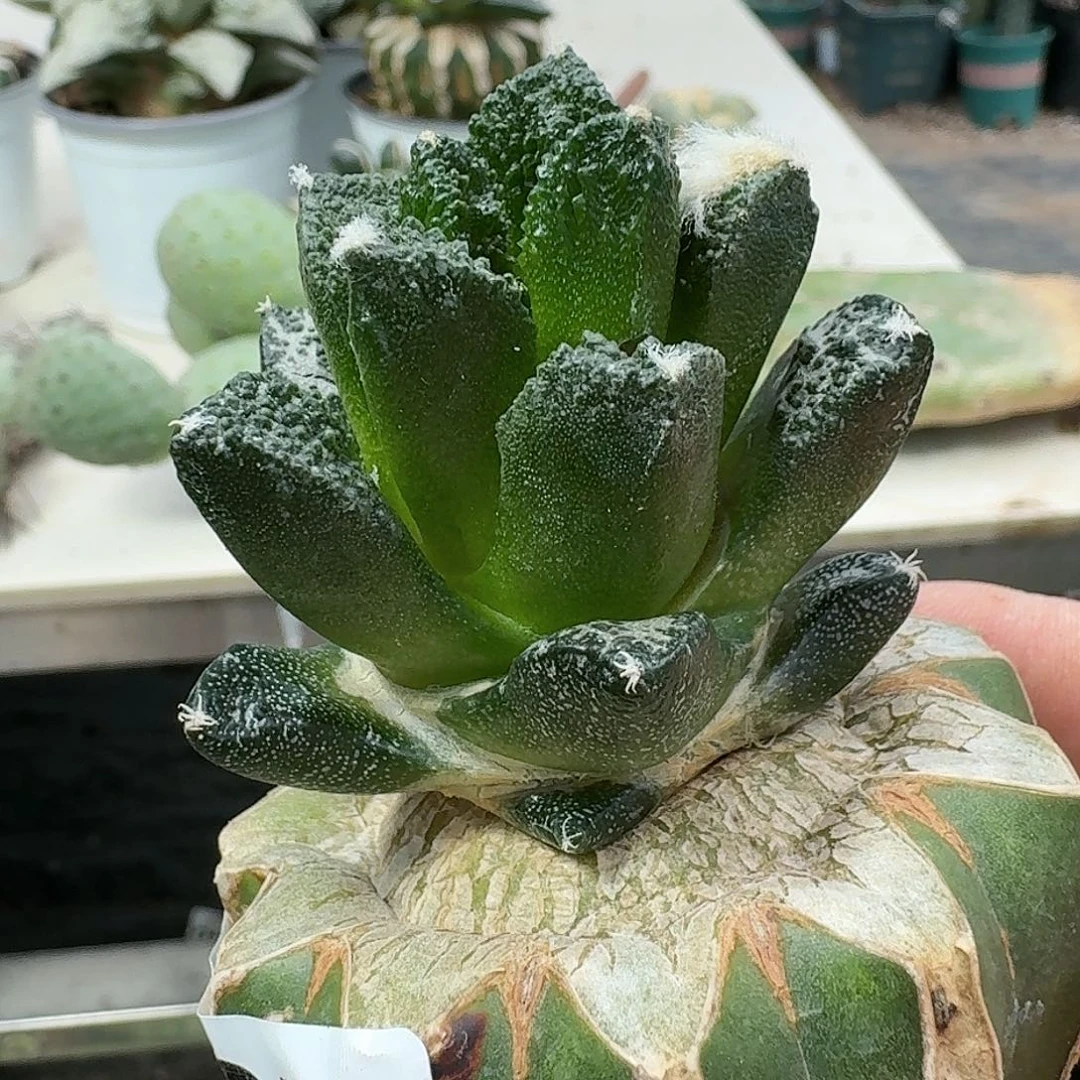 【闪购商品】无花朵大尤博士牡丹425