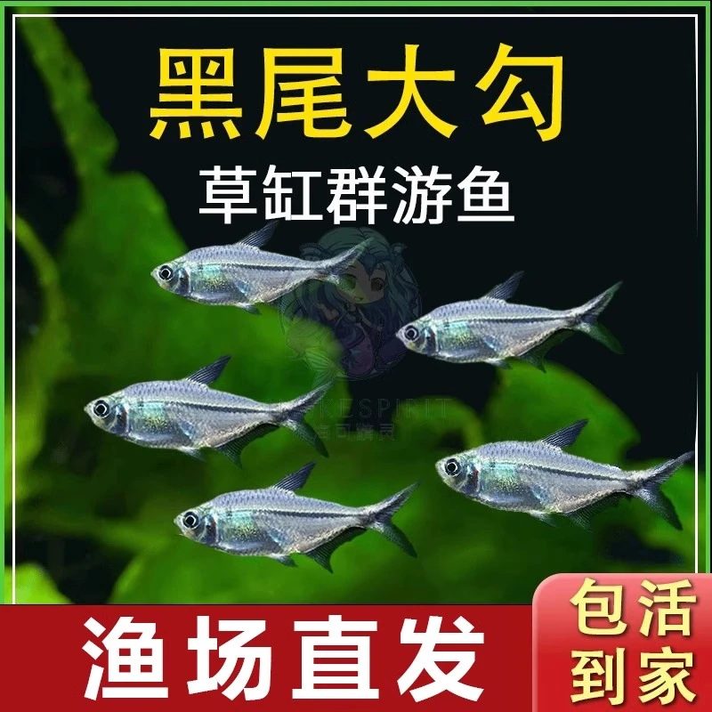 黑尾大勾鱼群游鱼红绿灯草缸热带小型鱼活体斑马鱼观赏鱼好养耐活