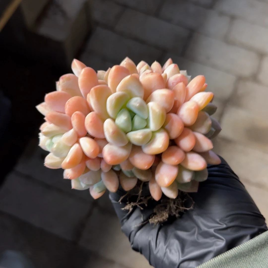 芙丽朵特价11111111111111