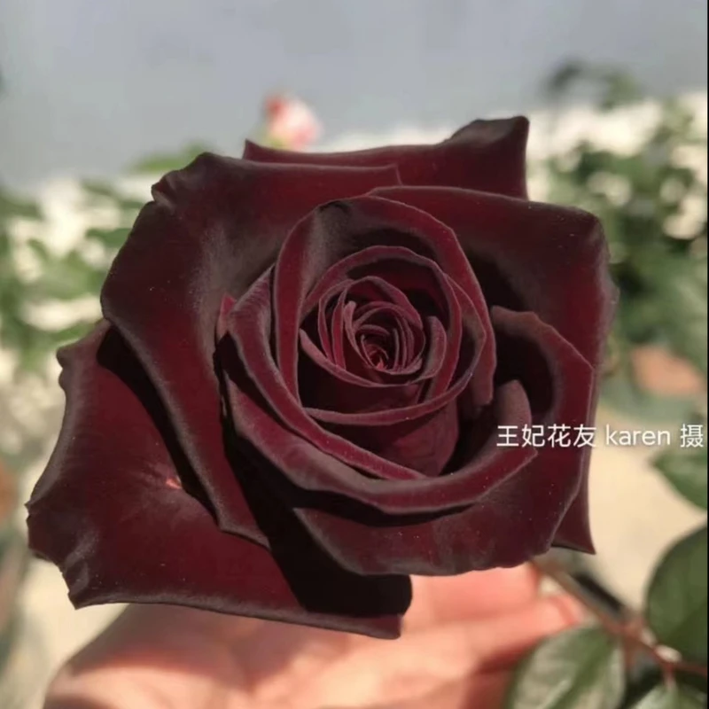 新【黑巴克】玫瑰花苗月季花苗盆栽地栽阳台庭院蔷薇花苗四季开花