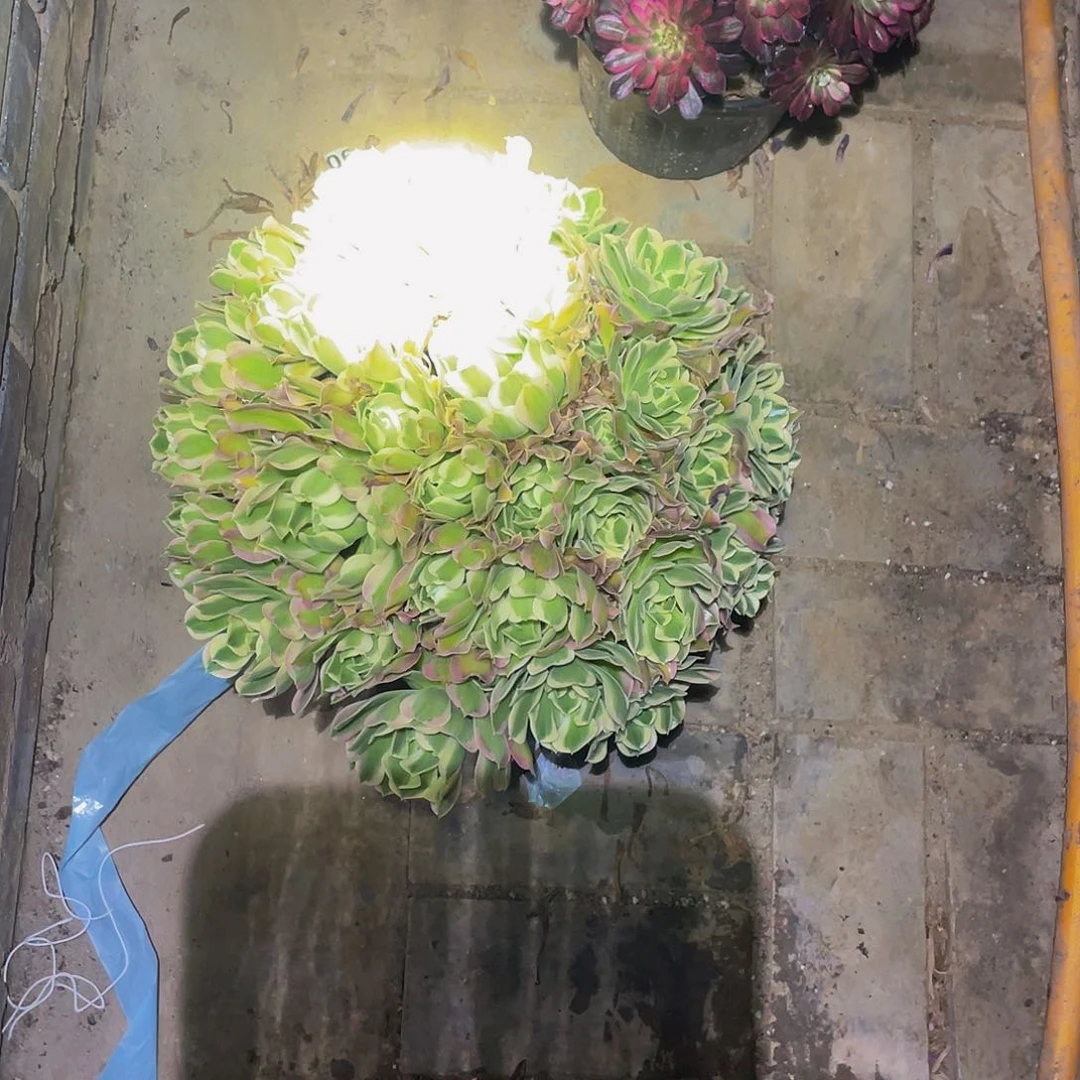 1多肉植物白凤不包损863