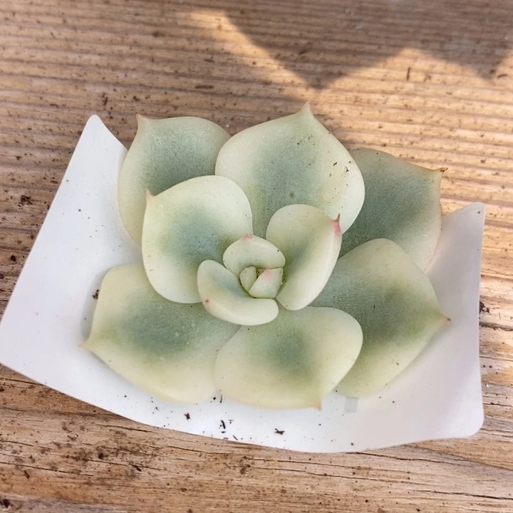 三文鱼锦多肉植物1599