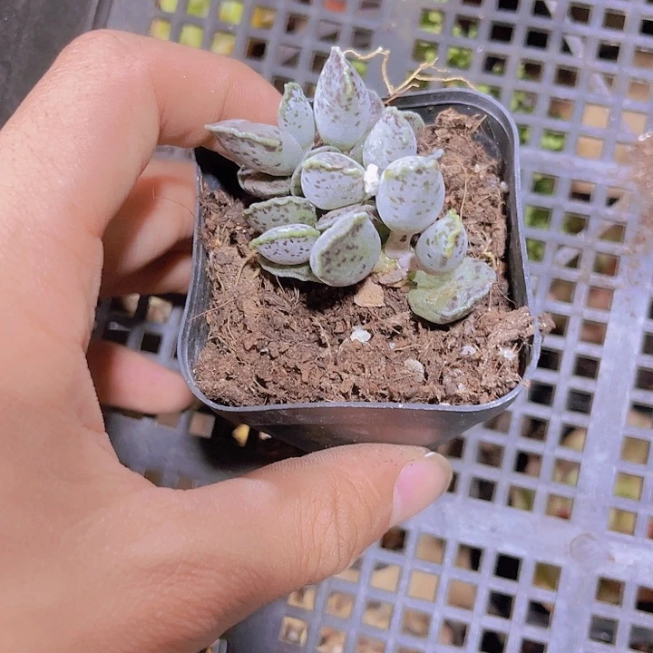 精品带盆土发海豹多肉