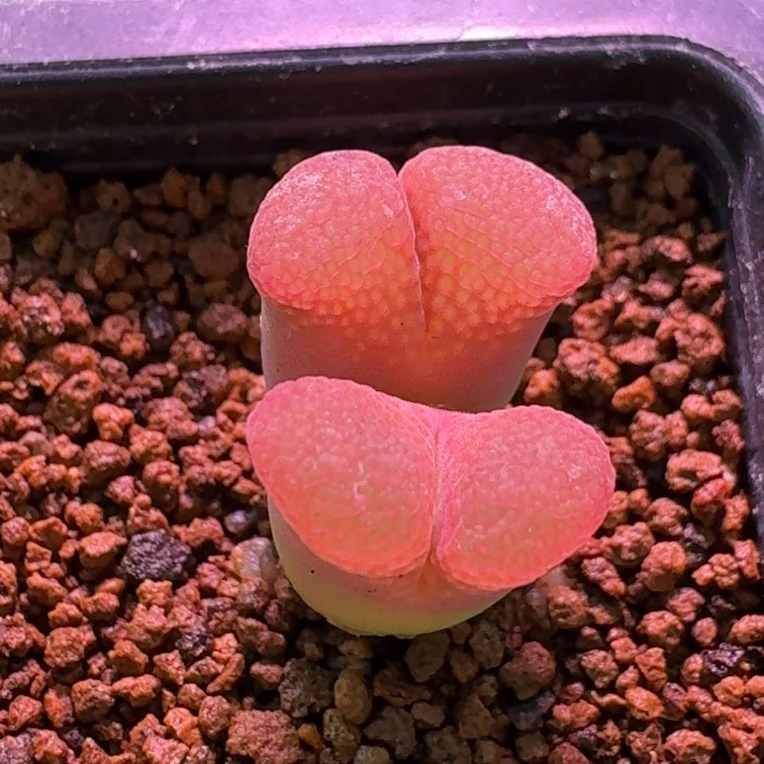 云缦精品番杏17.31杨梅红