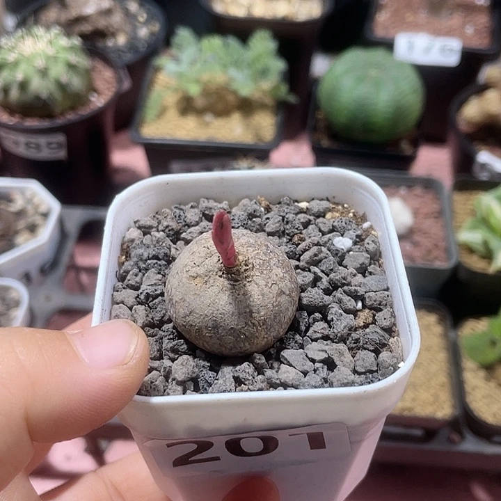 201玫瑰大戟块根植物