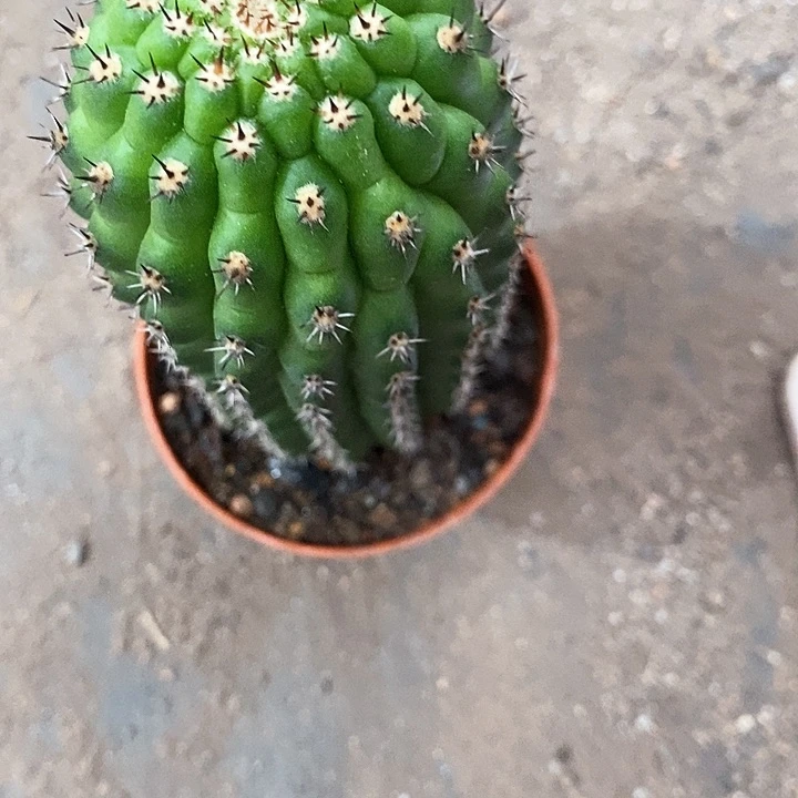 佛拉门哥仙人球346788