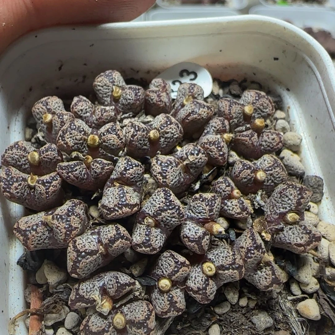 27天漂亮多肉植物333