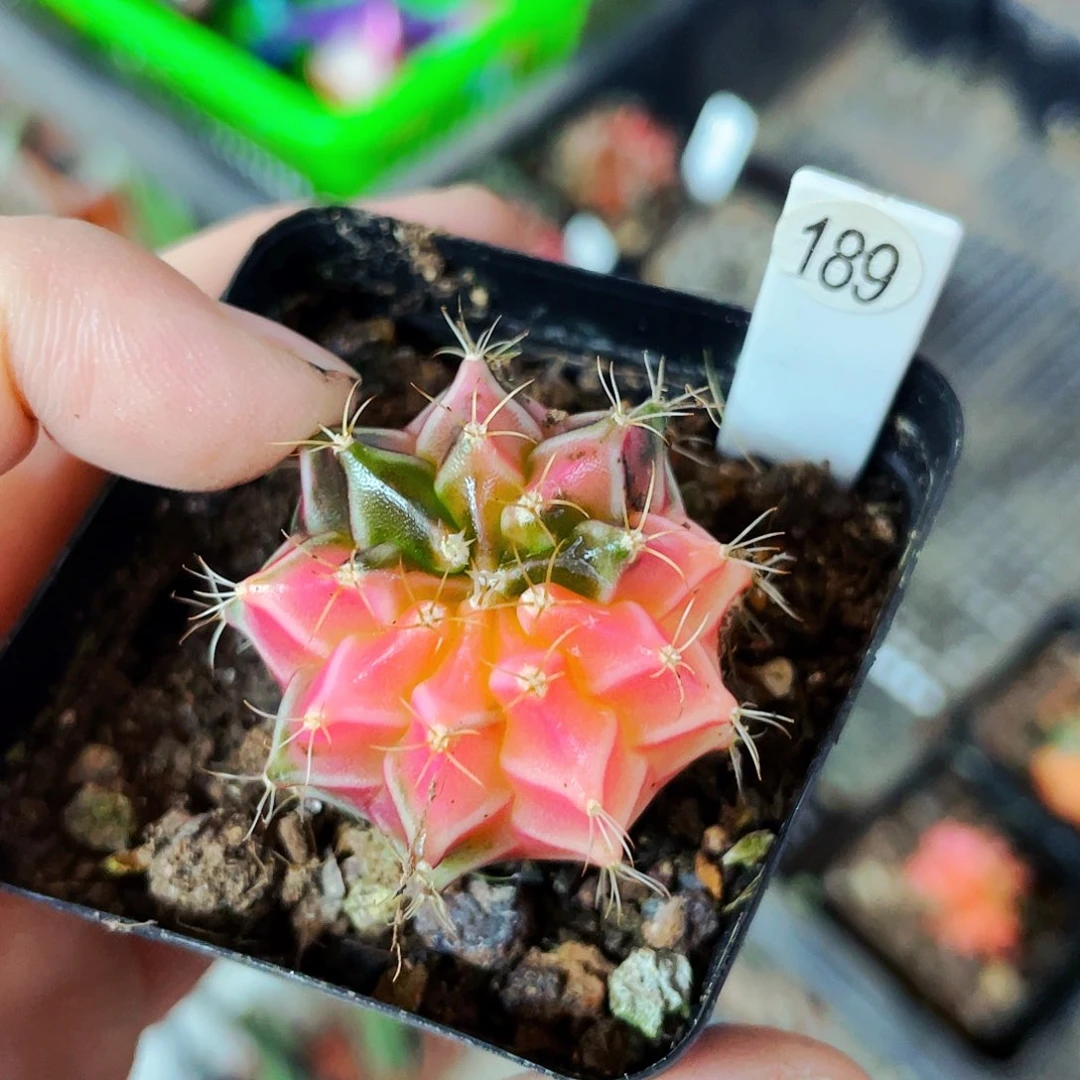 A****?非偏远地区满25包邮仙人球