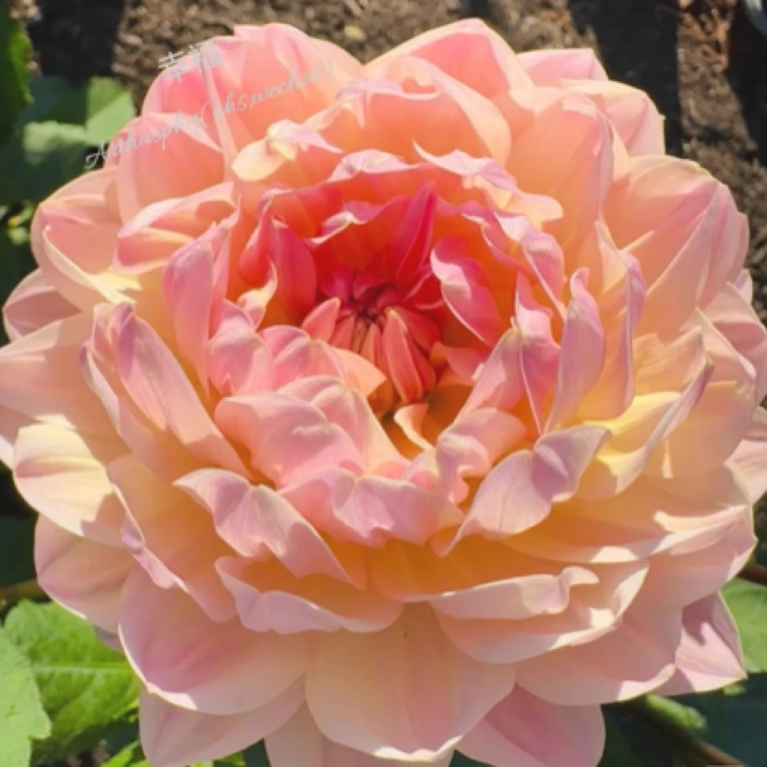 超大花【幸福】大丽花重瓣睡莲形精品进口整坨球