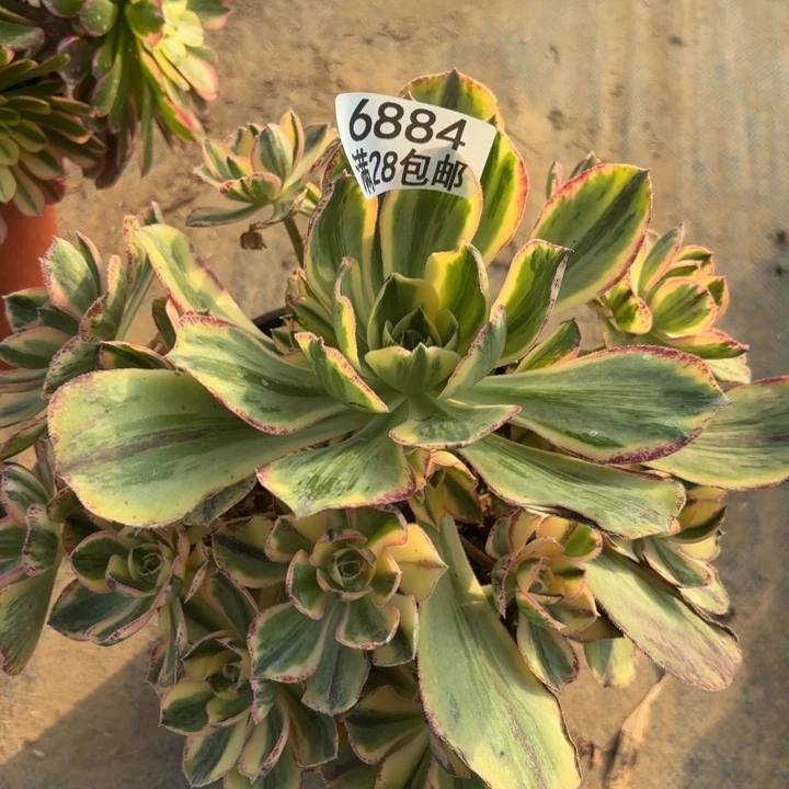 D.  6884青花瓷多肉