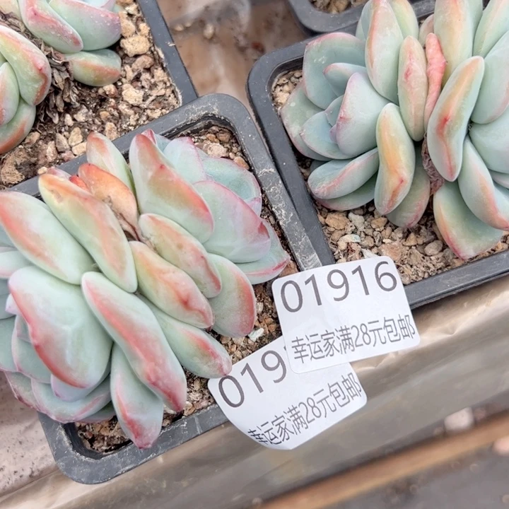 -****w幸运的是你的朋友