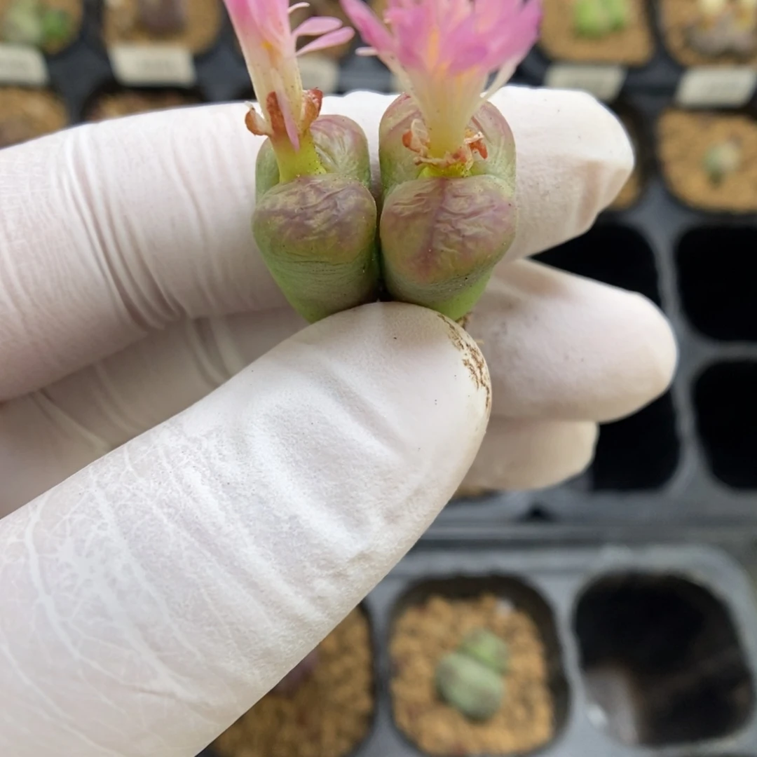 多肉植物肉锥杂交K-4342