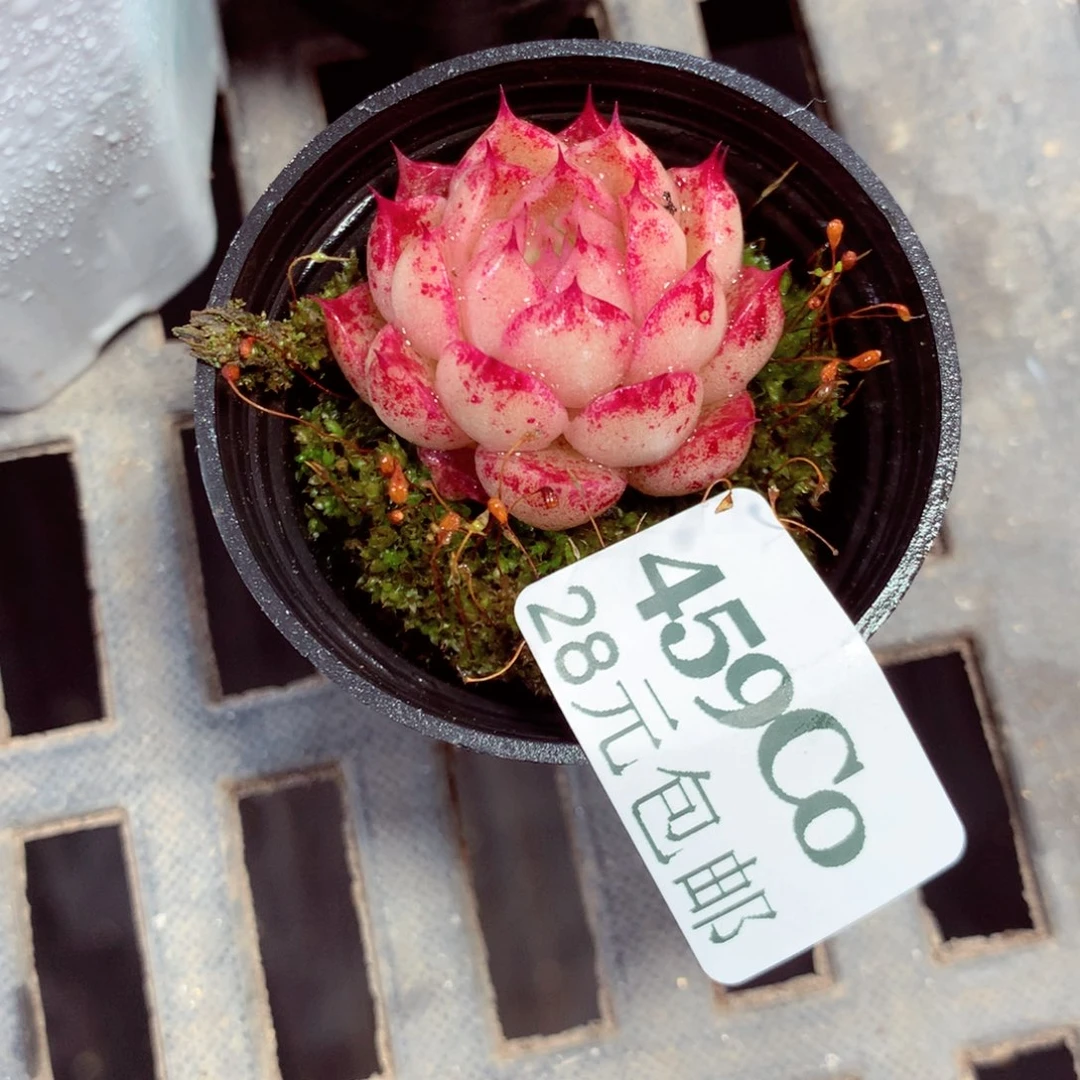 5厘米盆精控多肉459