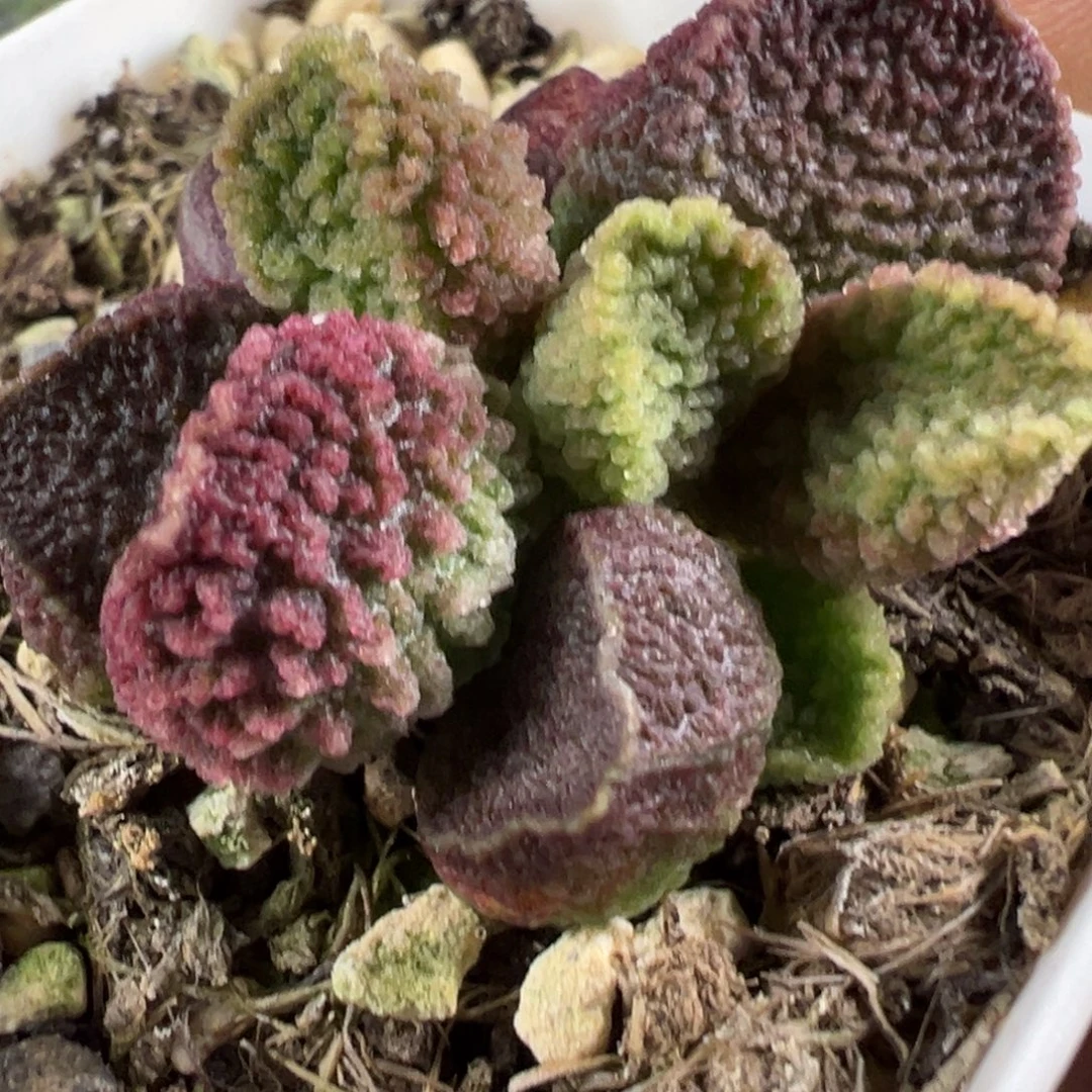 实生新品多肉植物水泡