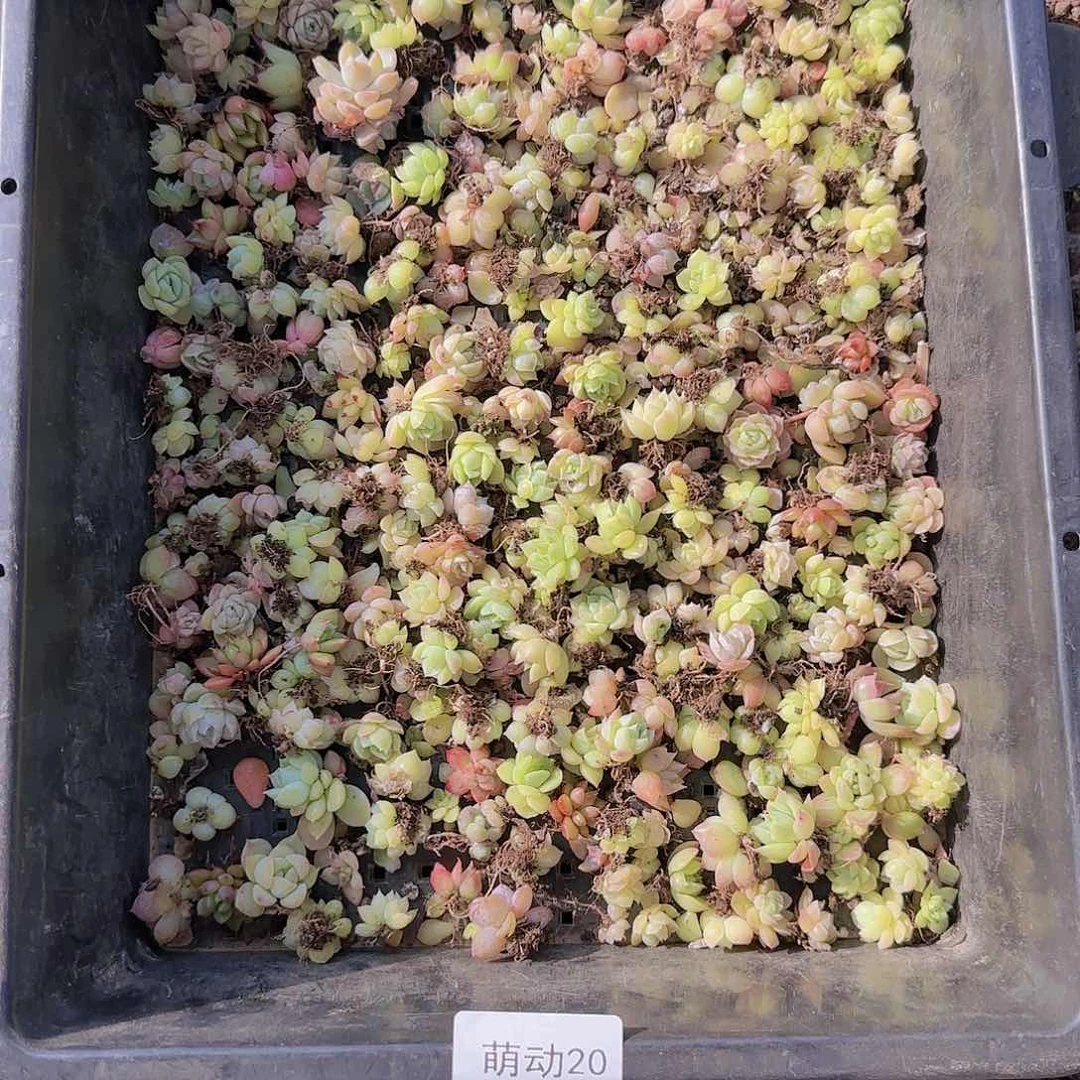 直播一物一拍多肉20