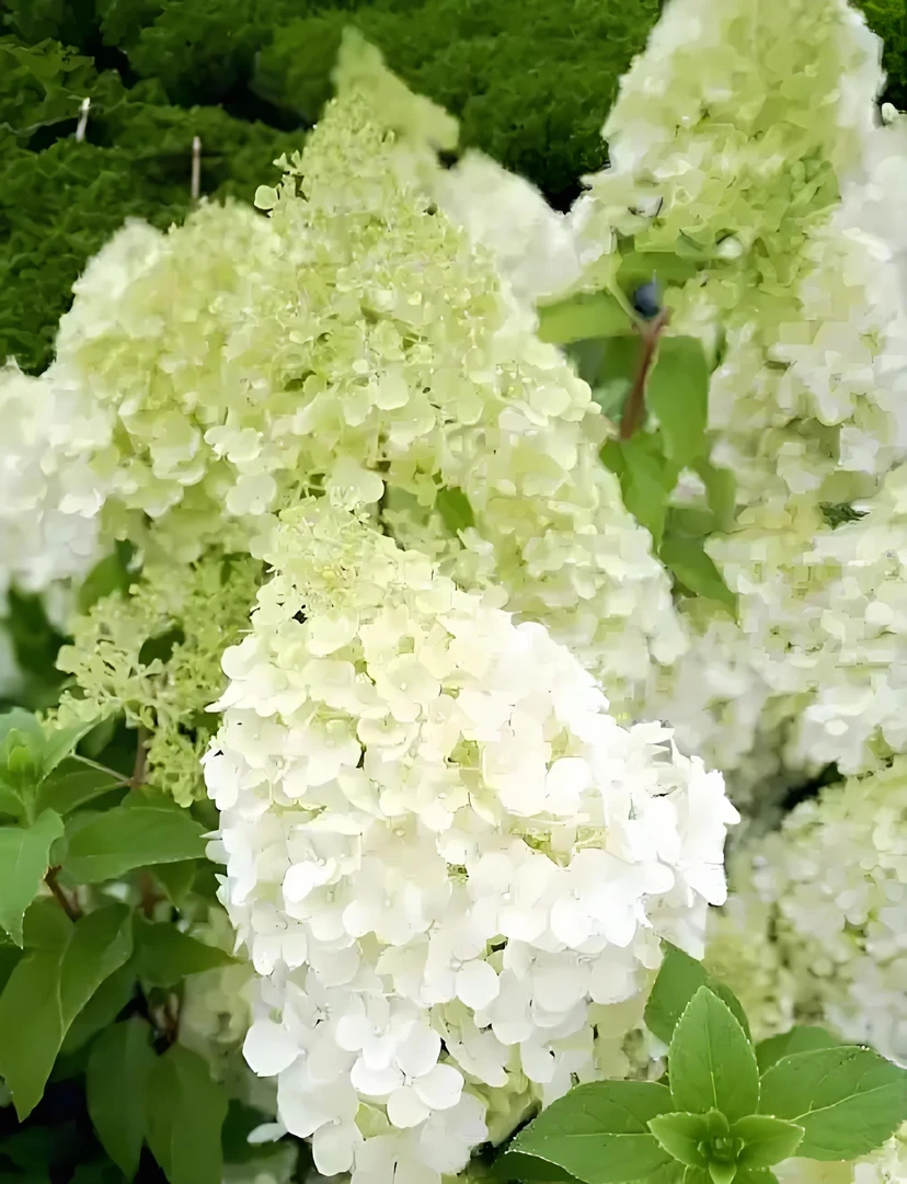 圆锥绣球北极熊（已发货拒绝无理由退货退款或拒签）