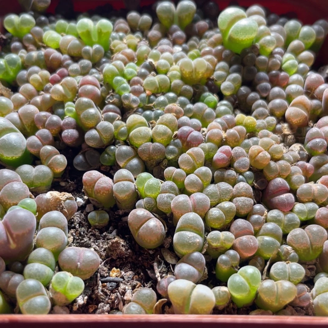 五彩风铃一物一拍～11