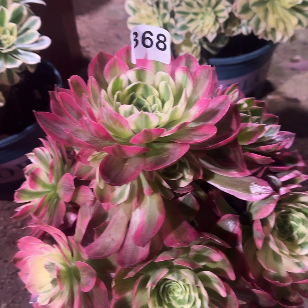 多肉植物还望368