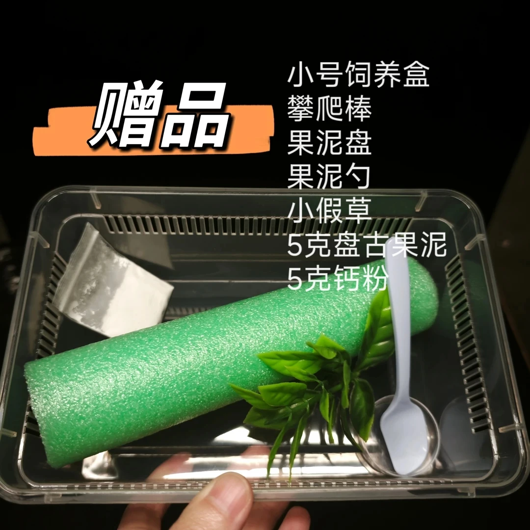 【一条小鱼爱养爬J201-218】睫角守宫顺丰包邮