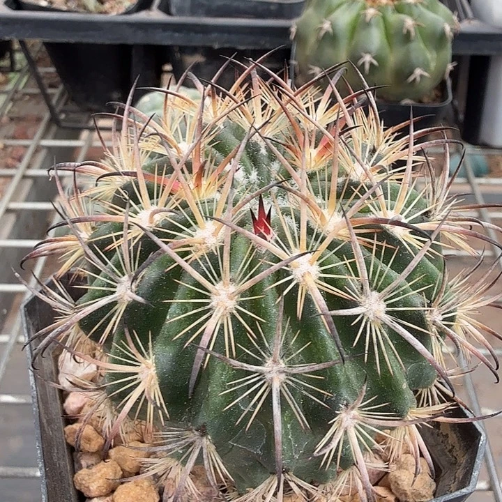 虎抓玉单头6仙人球