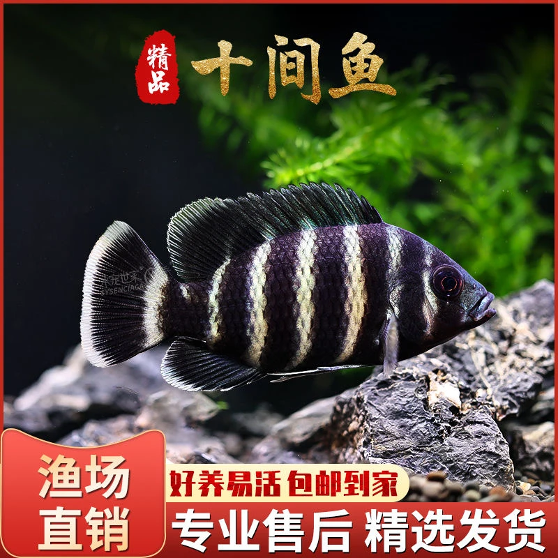 非洲十间鱼活体鱼苗大型热带观赏鱼龙鱼配鱼坦鲷马鲷鱼