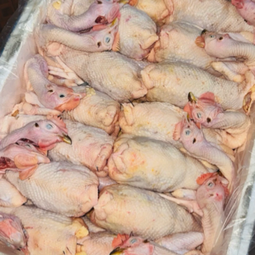 140天的新鲜天农清远鸡批发量大从优