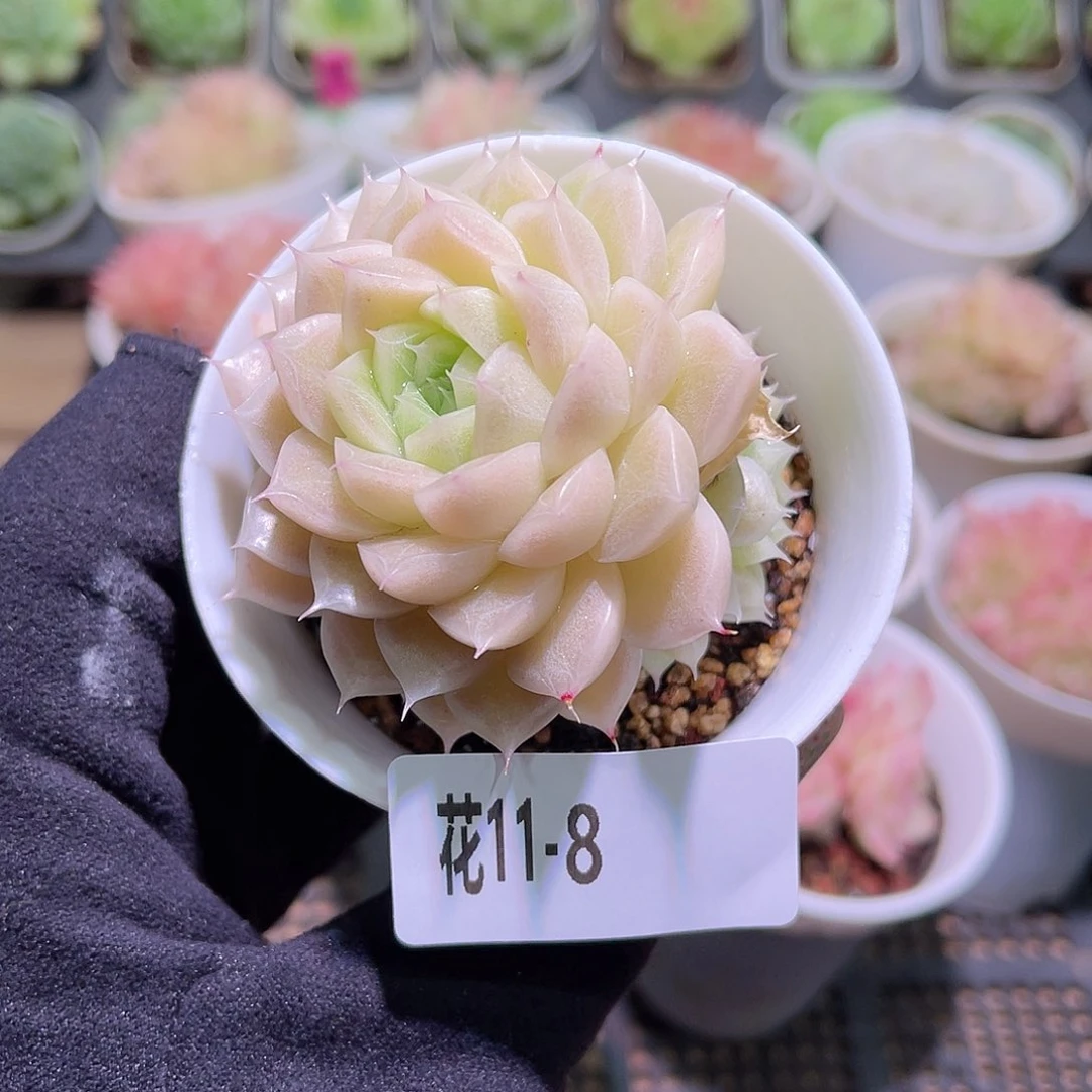 花利美11-8麦秆带仔