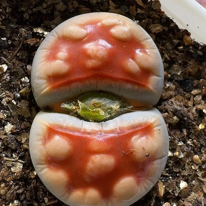 生石花1111222。  271