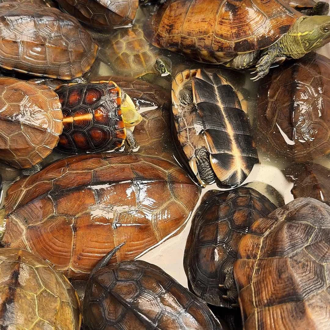 ****华绿毛龟母666666666666666