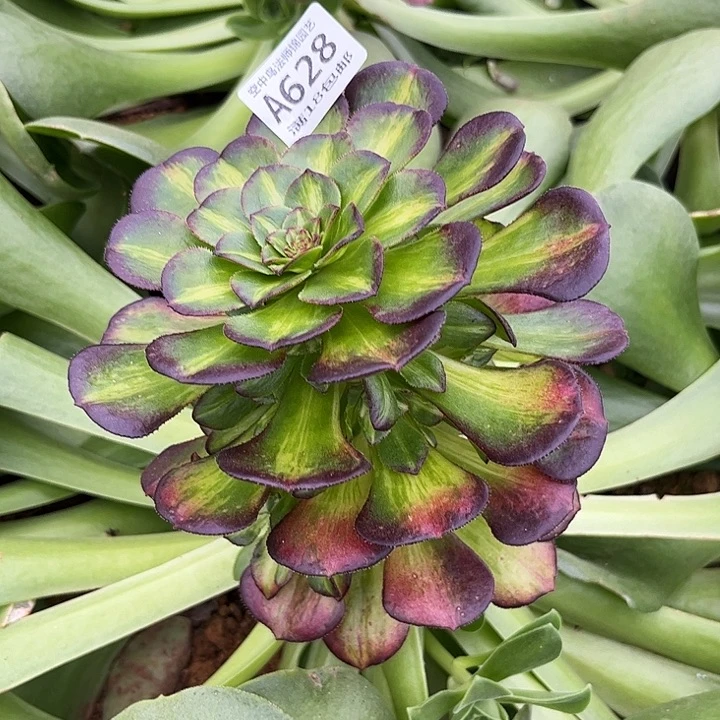 俊*628海王七彩多肉植物