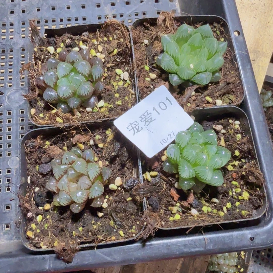 直播福利一物一拍101