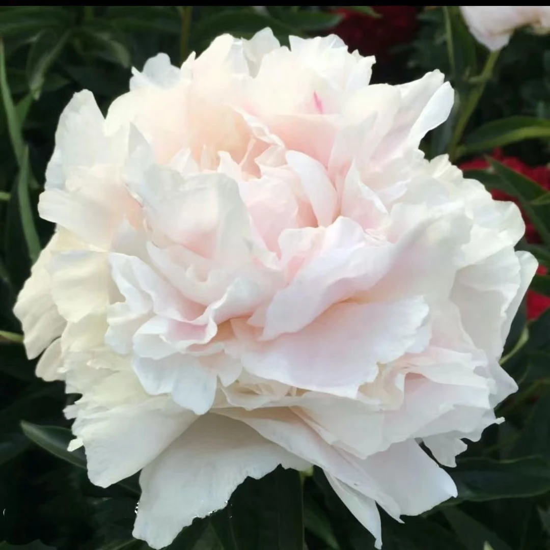 【爱人】观赏性芍药 先发肥料 秋天发种苗