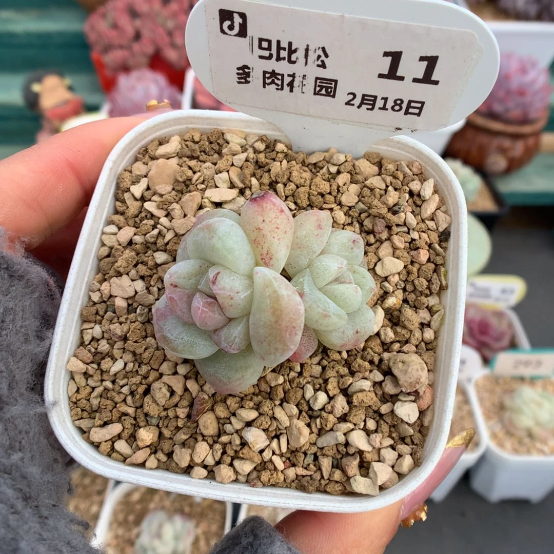 11双头异色冰玉石化多肉植物