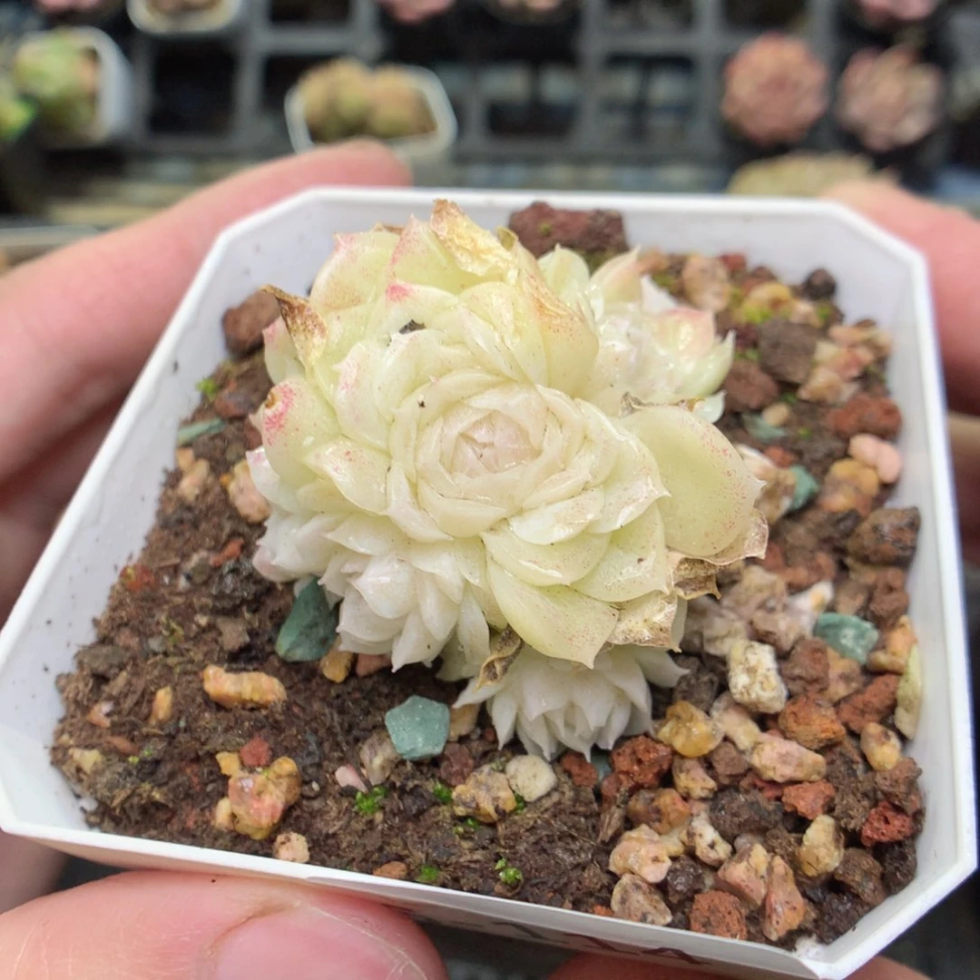 S114y y y y y y y y y y