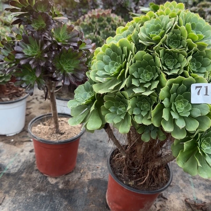 714绿杨蓉➕黑法师包邮。