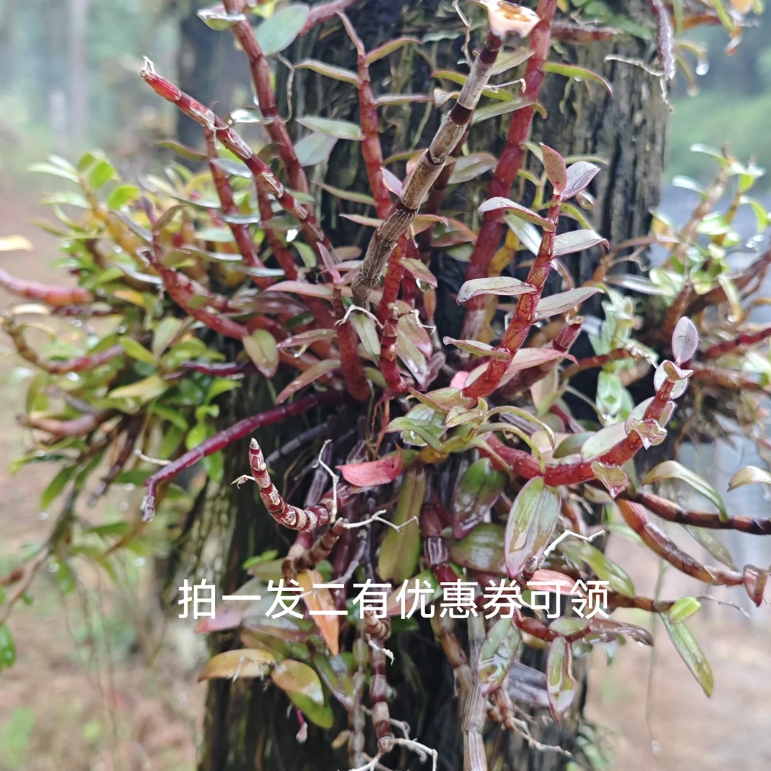 高品质防野生铁皮石斛