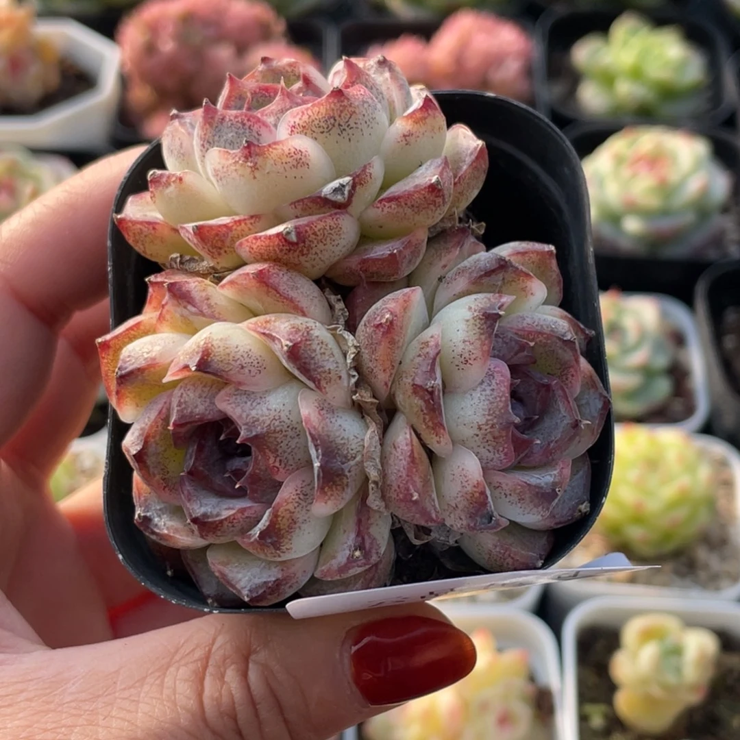 609号糖心冰心珍妮