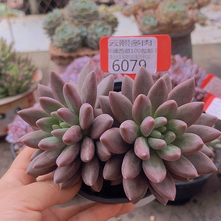 6079水晶球。