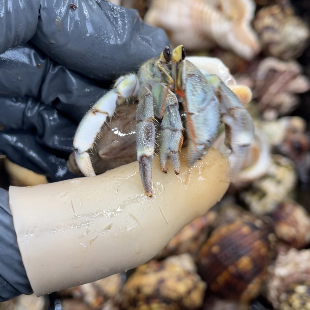 不退不换活体宠物110