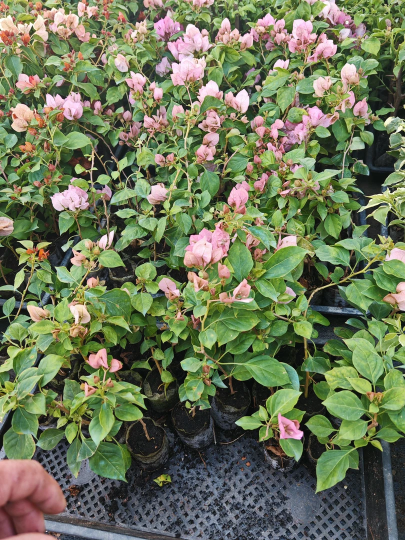 暗丽三角梅原生（超细）牙签苗（不售后）