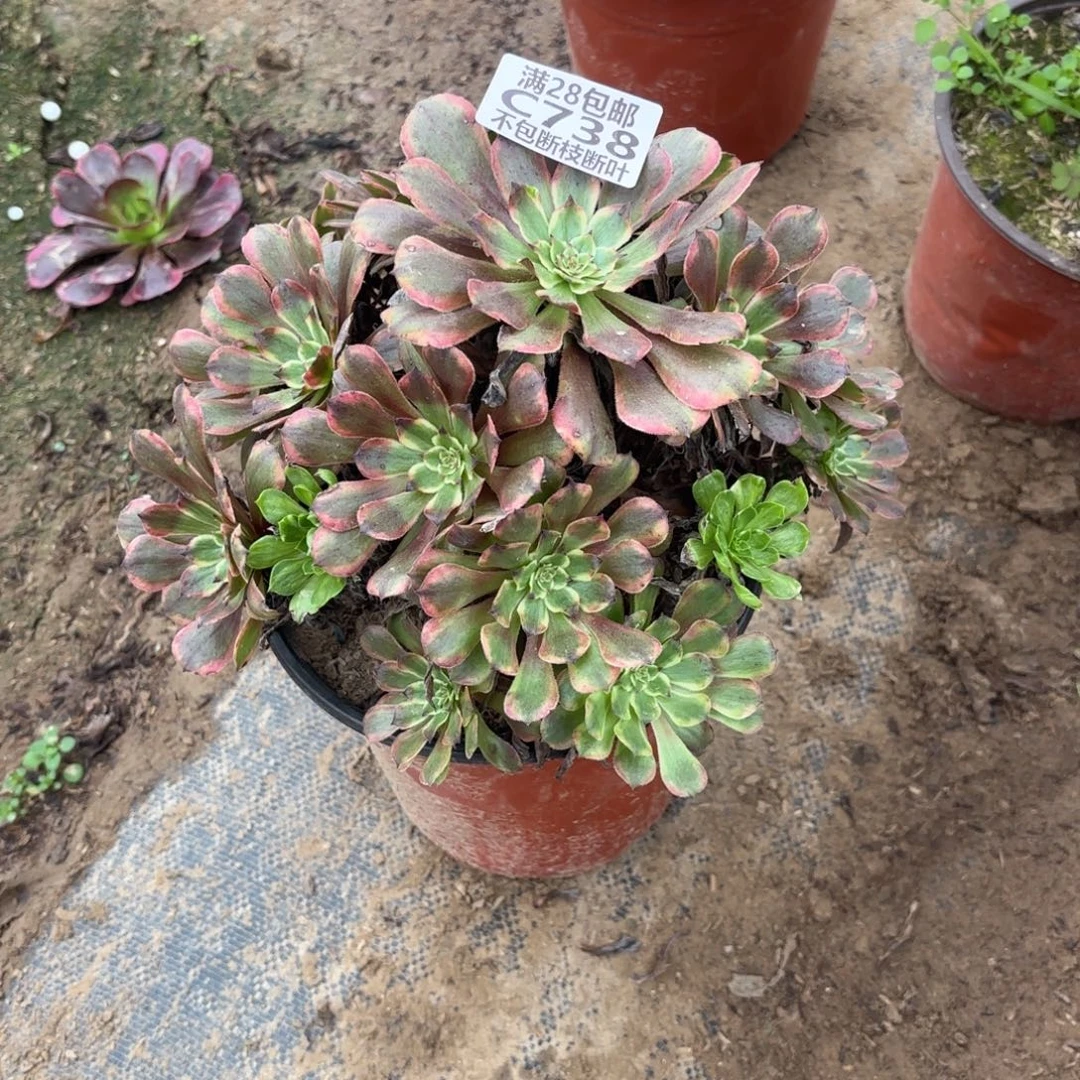 陈***彤P. 738粉带多肉，cade