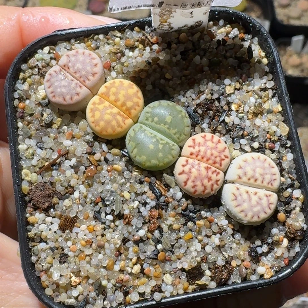 高品质生石花清清1379
