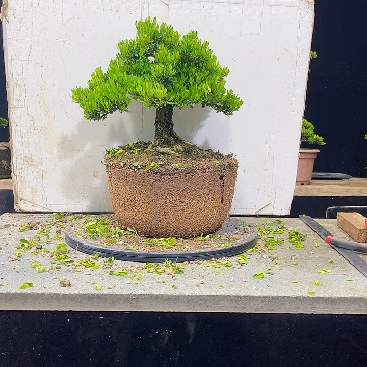 无花朵黄杨盆景四季常绿