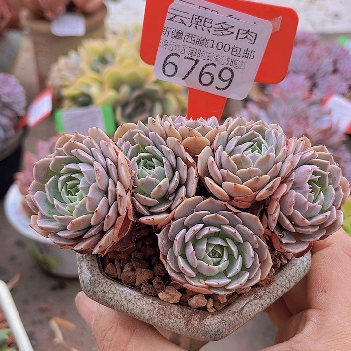 6769天赐。