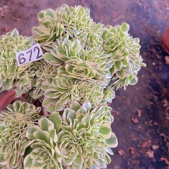 狂***️多肉植物一个迈巴赫