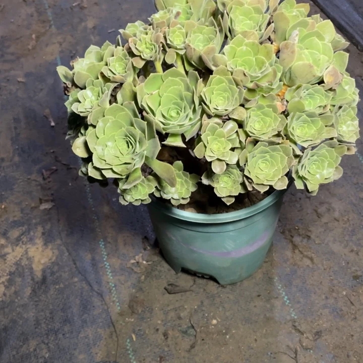 王***玫瑰法师976玫瑰法师