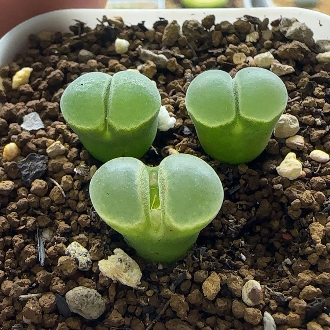 Y400风铃3颗裸根发货