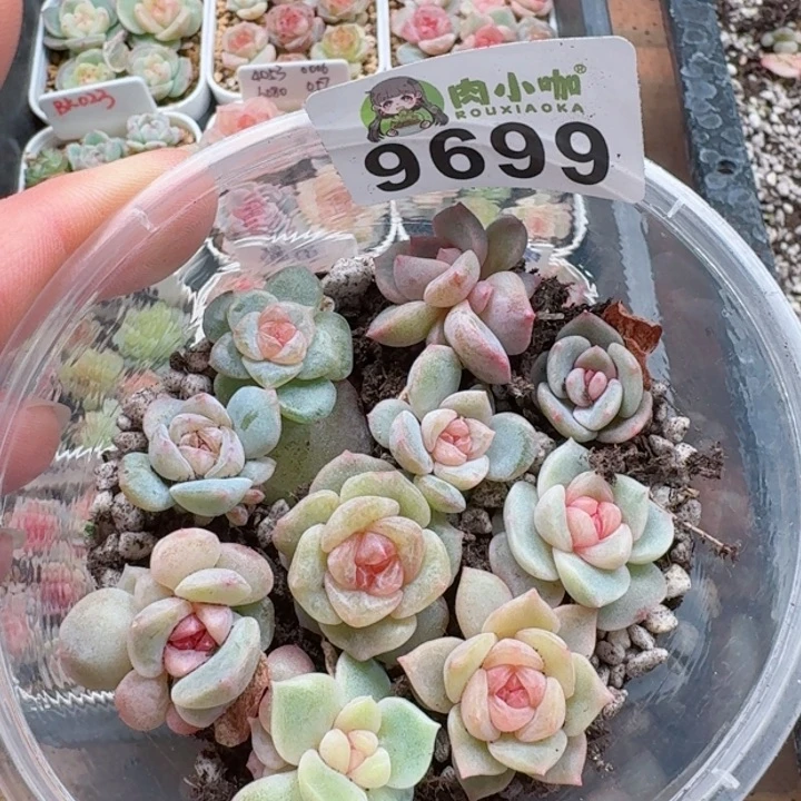 多肉植物多肉植物