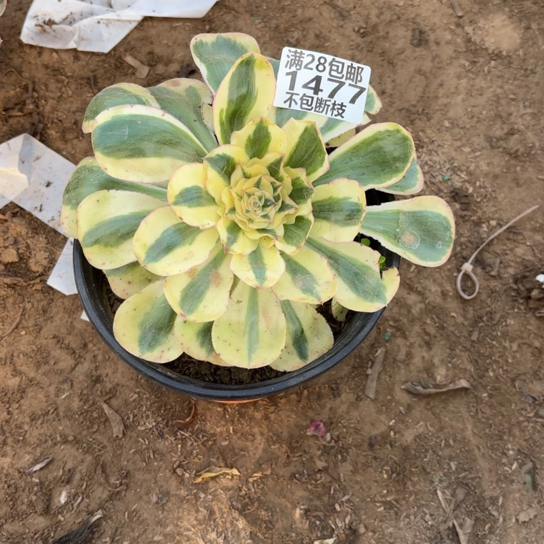 M 1477燕姿多肉，aaeee