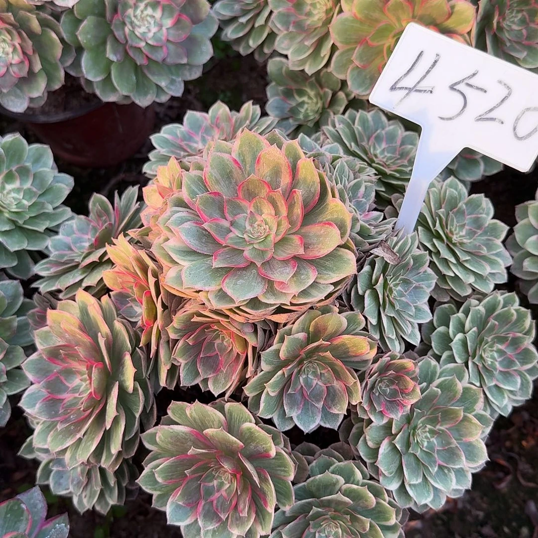 4520莲花座多肉法师多肉